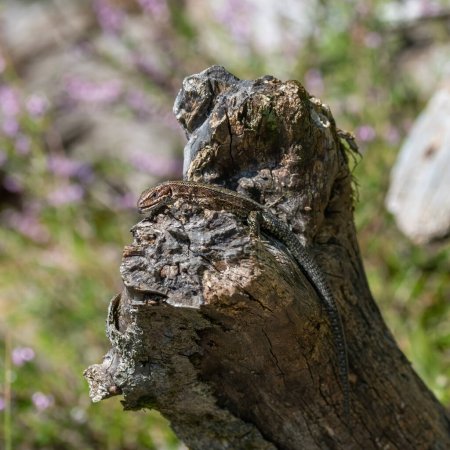 Foto de Primer plano natural de un lagarto adulto europeo, Zootoca vivipare, sentado sobre madera - Imagen libre de derechos