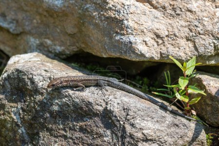 Téléchargez les photos : Gros plan naturel sur un lézard adulte européen vivant, Zootoca vivipare, assis sur un rocher - en image libre de droit
