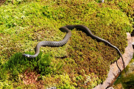 Photo for Grass snake on a green moss in the forest. Natural background - Royalty Free Image