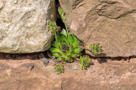 houseleek plants grows in a crevice between sandstones