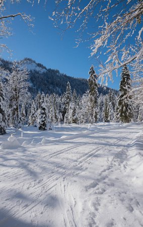 Foto de Pista de esquí de fondo cerca de Kreuth, hermosa bavaria superior bosque de invierno - Imagen libre de derechos