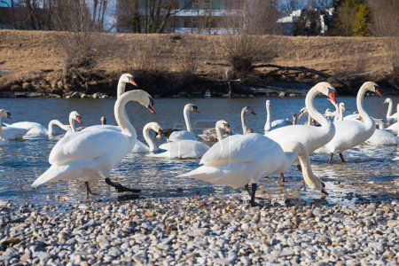 Téléchargez les photos : Group of swans at gravel riverbed Isar munich Thalkirchen - en image libre de droit