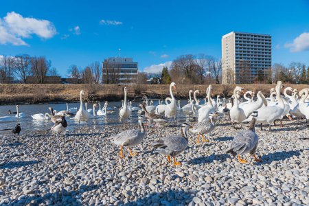 Téléchargez les photos : Lots of swans and gooses at riverside Isar river munich, sunny winter day - en image libre de droit