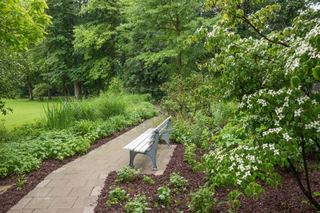 Photo for White resting bench at spa garden Bad Aibling, blooming cornus cousa shrub. spring landscape park upper bavaria - Royalty Free Image