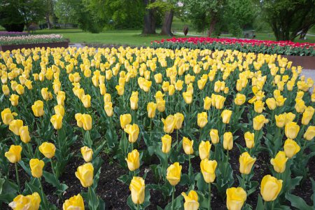 Photo for Flowerbed with yellow tulips, spa garden Bad Aibling at springtime - Royalty Free Image