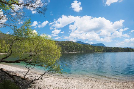 Téléchargez les photos : Idyllique bord du lac Eibsee, avec des branches à côté. destination touristique près de garmisch, printemps paysage bavière supérieure - en image libre de droit
