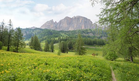 Photo for Footpath along spring meadow with trollius flowers, view to Sass Ciampac, dolomites mountain landscape. trentino south-tyrol, italy - Royalty Free Image