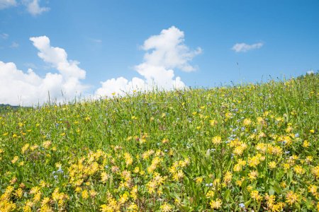 Blumenwiese mit Nierenwicken und Vergissmeinnicht-Blumen, blauer Himmel und Wolken. Natürlicher Hintergrund
