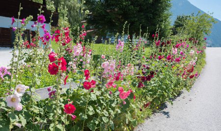 Téléchargez les photos : Fleurs hollyhock colorées au bord de la route, en face d'une clôture de jardin - en image libre de droit