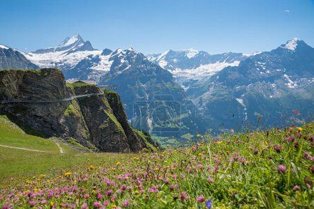 Téléchargez les photos : Paysage alpin avec des fleurs et vue sur les Alpes bernaises, Grindelwald First, Cliff walk. Suisse - en image libre de droit