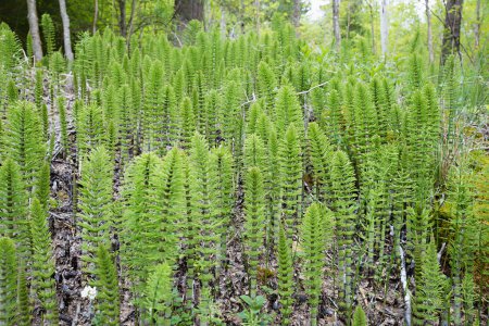 Foto de Muchas plantas comunes en ciernes de cola de caballo, creciendo en el suelo del bosque - Imagen libre de derechos