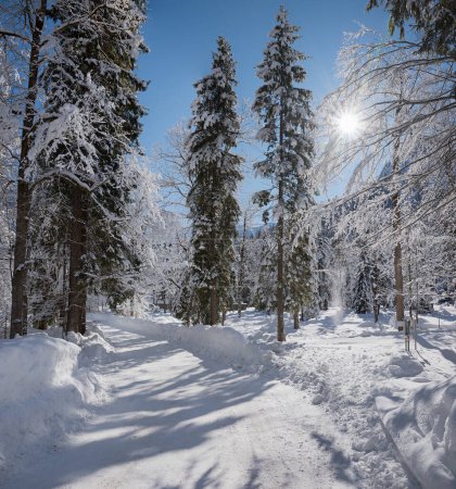 Foto de Camino del campo a través del bosque invernal - Imagen libre de derechos