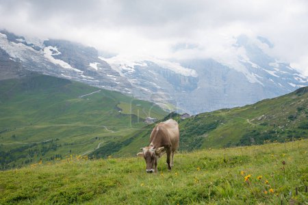 paysage alpin avec prairie verte et vache laitière brune, Oberland bernois, Suisse
