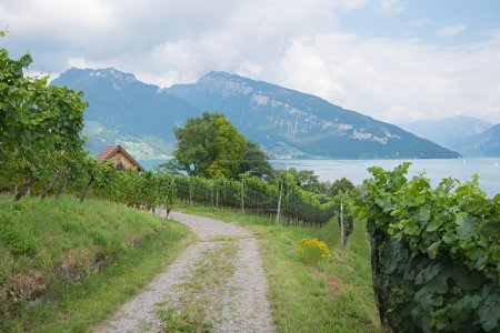 walkway through the vineyard Spiez, Rebberg, view to lake thunersee switzerland