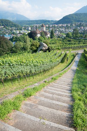 dowstairs the vineyard Rebberg Spiez, view to the historic castle, tourist resort bernese oberland, switzerland