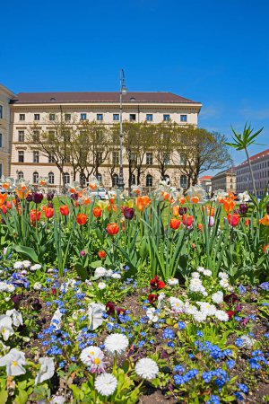Téléchargez les photos : Lit de printemps avec tulipes forget-me-nots et marguerites fleurs devant le département de la trésorerie à Munich, odeonsplatz - en image libre de droit