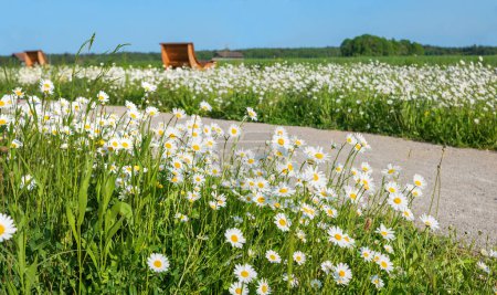 Marguerites meadow beside the walkway with sunbeds. summer landscape bavaria