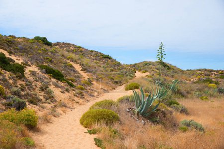 Sandpfad durch Dünenlandschaft, Westalgarve Portugal. blauer Himmel mit Kopierraum. Agavenpflanzen mit Blüten