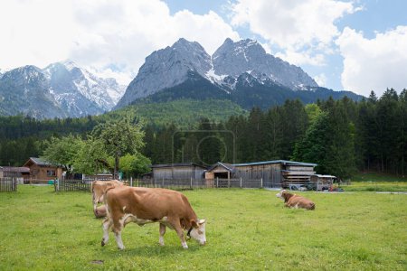 Weide mit weidenden Kühen, Grainau, Blick auf Wettersteinalpen, Oberbayern im Frühling