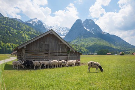 Weide mit weidenden Schafen, Holzscheune, Grainau, Blick auf Wettersteinalpen, Oberbayern im Frühling