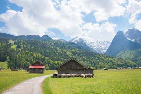 Spazierweg inmitten grüner Weiden, Schafherde neben Holzscheune, alpine Landschaft Oberbayern zwischen Garmisch und Grainau