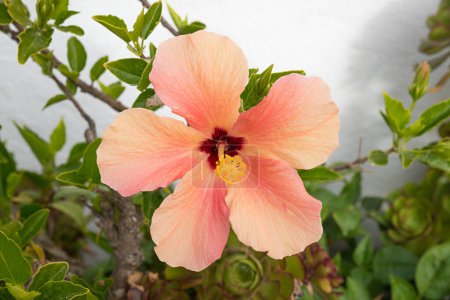 hibiscus plant with one orange blossom and green leaves