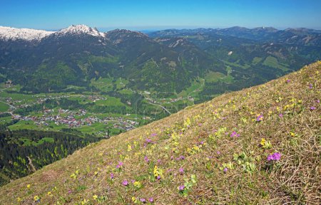 alpine flowers auricula and primula, spring landscape at Fellhorn mountain, allgau alps near Oberstdorf