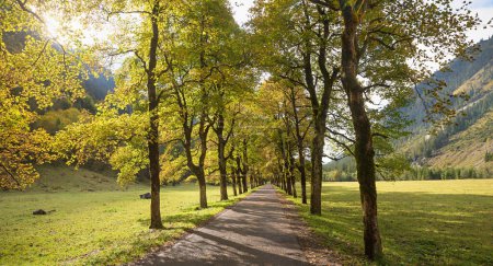 Allee mit Ahornbäumen im Oktober, Oytal bei Oberstdorf, Almlandschaft Allgau 