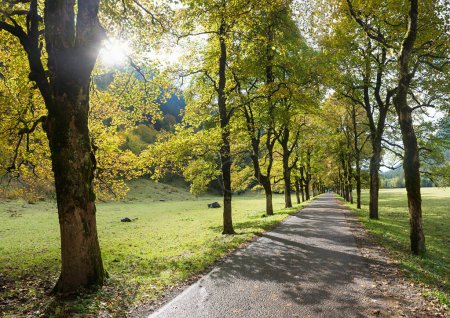 Allee mit Ahornbäumen im Oktober, Oytal bei Oberstdorf, Almlandschaft Allgau
