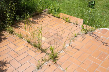 weed sprouting through the joints of the cracked patio tiles