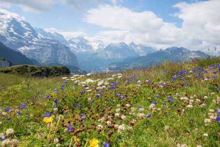 beautiful Wildflower meadow in the Alps, with bluebells, clover, buttercups, daisies and grasses. switzerland landscape
