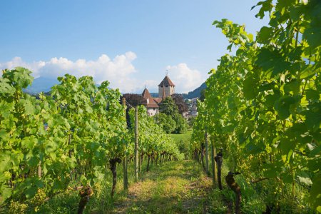 view through rows of vineyard to historic Spiez castle, switzerland landscape
