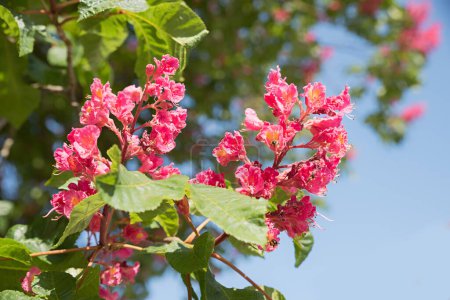 closeup of a chestnut tree branch with red blossoms at springtime, blurry background