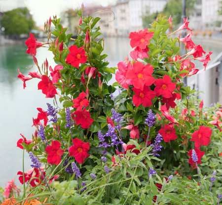 mandevilla and salvia flowers, floral decoration in a flower pot, old town Thun, switzerland