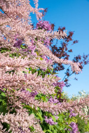 Zweige eines Tamariskenstrauches, mit rosa Blüten, blauer Himmelshintergrund