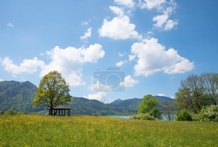 prairie de buttercup avec gazebo sous un arbre, paysage printanier bavière supérieure, lac Tegernsee.