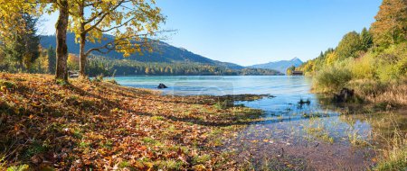 beautiful autumnal lake shore Walchensee with leaves and maple trees, alps view upper bavaria