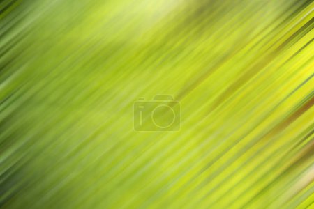 abstrakter grüner Hintergrund. Palmblatt bearbeitet mit Softfokus-Filter und Bewegungsunschärfe
