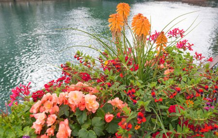 flower pot with cupea and begonias, beside Aare river Thun, switzerland