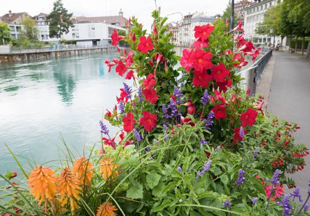 flower basket with mandevilla, salvia, and cupea, beside promenade Aare river Thun