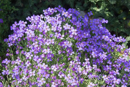 blooming purple rockcress ground cover, aubretia deltoidea
