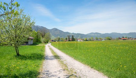 Wanderweg um den Ferienort Lenggries, blühender Apfelbaum am Wegesrand. Frühlingslandschaft Oberbayern. blauer Himmel mit Kopierraum.