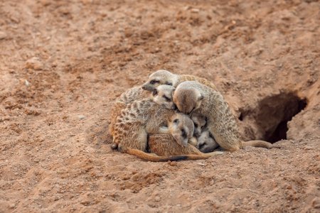 Gruppe von Erdmännchen, die sich umarmen während sie schlafen.