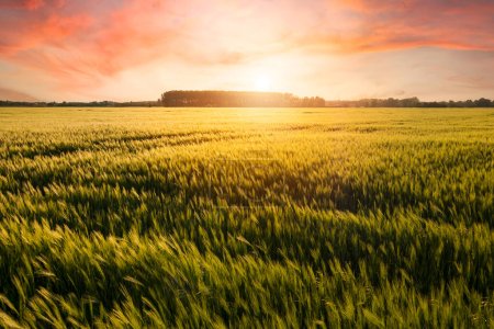 Schöner Sonnenuntergang über dem Weizenfeld, entwickelnder Weizen, wunderschönes goldenes Weizenfeld, bewirtschaftetes landwirtschaftliches Land in Ungarn