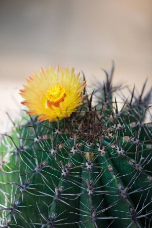 Yellow flower of ferro cactus
