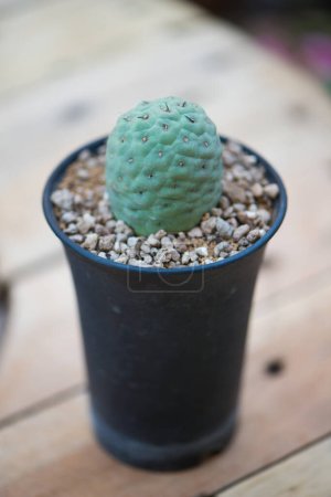 Tephrocactus in flower pot