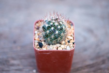 Mammillaria sp. cactus  in flower pot