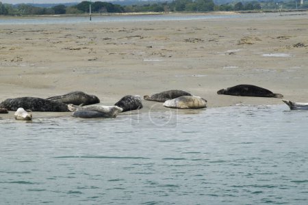 Common and Grey Seals resting on mudbank in Chichester Harbour, West Sussex, England.