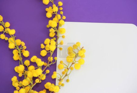 Téléchargez les photos : Carte de vœux avec des branches de mimosa jaune naturel sur fond blanc et violet - en image libre de droit