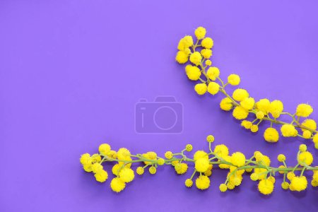 small flowers of natural yellow mimosa on green branches on a purple background